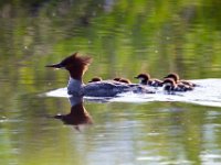 31F2118c  Common Merganser (Mergus merganser) - female with young