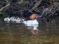 31F2128c  Common Merganser (Mergus merganser) - female with young