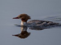 31F2141c  Common Merganser (Mergus merganser) - female