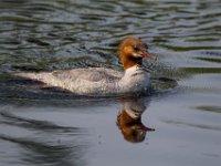 31F2149c  Common Merganser (Mergus merganser) - female