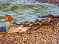 31F2461c  Common Merganser (Mergus merganser) - female with young