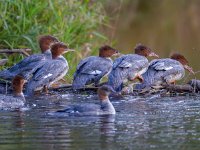 31F4029c  Common Merganser (Mergus merganser) - juveniles