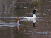 A1B9570c  Common Merganser (Mergus merganser) - female & male