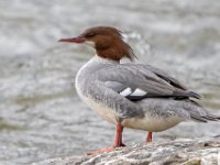 A1G7620c2  Common Merganser (Mergus merganser) - female