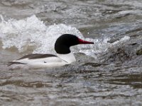 A1G7622c  Common Merganser (Mergus merganser) - male