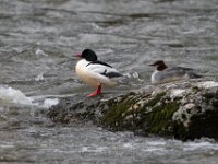 A1G7628c  Common Merganser (Mergus merganser) - pair