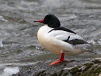 A1G7628c2  Common Merganser (Mergus merganser) - male