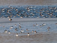 A921838c  Common Mergansers (Mergus merganser) - adult males (mostly) and females