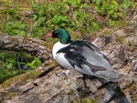 A929062c  Common Merganser (Mergus merganser) - male