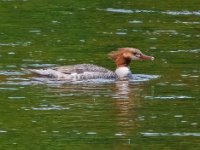 DSC2260c  Common Merganser (Mergus merganser) - adult female