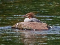 DSC2261c  Common Merganser (Mergus merganser) - adult female