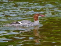 DSC3531c  Common Merganser (Mergus merganser) - adult female