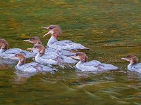 DSC5150c  Common Merganser (Mergus merganser) - female with young