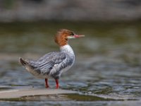 H1A3127c  Common Merganser (Mergus merganser) - juvenile