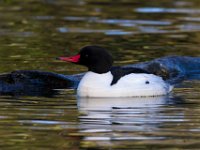 MG 3746c  Common Merganser (Mergus merganser) - male