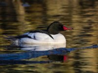 MG 3752c  Common Merganser (Mergus merganser) - male