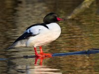 MG 3756c  Common Merganser (Mergus merganser) - male