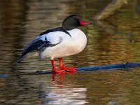 MG 3761c  Common Merganser (Mergus merganser) - male