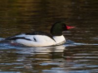 MG 3766c  Common Merganser (Mergus merganser) - male