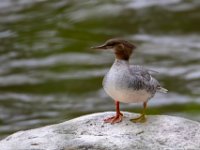 Q0I0964c  Common Merganser (Mergus merganser)