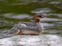 Q0I0970c  Common Merganser (Mergus merganser)