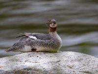 Q0I0985c  Common Merganser (Mergus merganser)