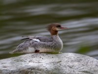 Q0I0986c  Common Merganser (Mergus merganser)