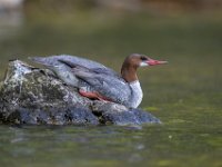 Q0I1781c  Common Merganser (Mergus merganser) - adult female