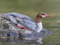 Q0I1785c  Common Merganser (Mergus merganser) - adult female