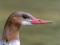 Q0I1785c2  Common Merganser (Mergus merganser) - adult female