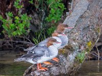 U0U0101c  Common Merganser (Mergus merganser) - juveniles