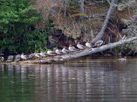 U0U0167c  Common Merganser (Mergus merganser) - juveniles