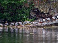 U0U0172c  Common Merganser (Mergus merganser) - juveniles