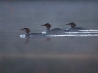 U0U9658c  Common Merganser (Mergus merganser) - juveniles