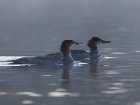 U0U9670c  Common Merganser (Mergus merganser) - juveniles