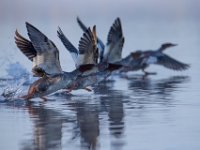 U0U9683c  Common Merganser (Mergus merganser) - juveniles