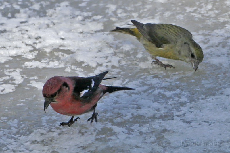 IMG_2516c.jpg - male Two-barred and female Red