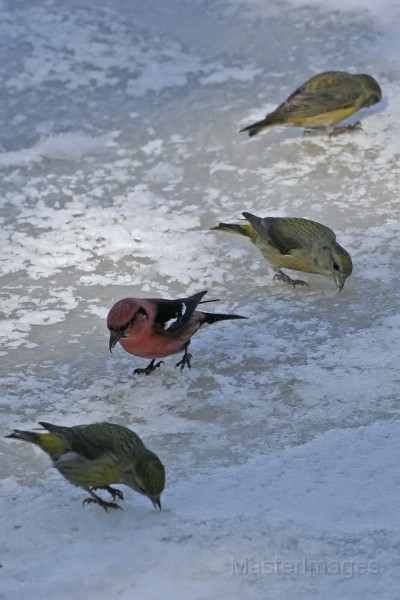 IMG_2516cv.jpg - male and 3 female Red