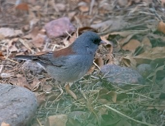 Gray-headed Junco