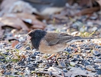 Oregon Junco