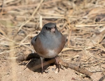 Pink-sided Junco