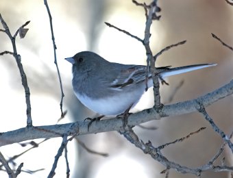 White-winged Junco