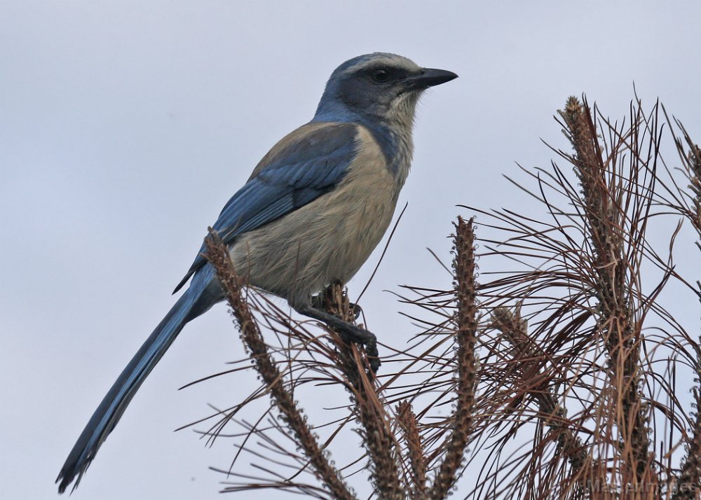 IMG_5974c.jpg - Florida Scrub Jay