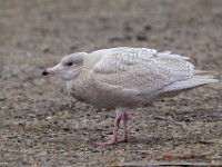 31F2649c  Glaucous Gull (Larus hyperboreus) - juvenile