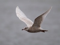 31F2667c  Glaucous Gull (Larus hyperboreus) - juvenile