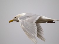 31F2670c  Glaucous Gull (Larus hyperboreus) - adult