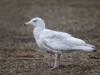 31F2672c  Glaucous Gull (Larus hyperboreus) - 2nd fall