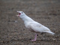 31F2676c  Glaucous Gull (Larus hyperboreus) - 2nd fall