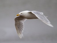 31F2678c  Glaucous Gull (Larus hyperboreus) - adult