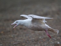 31F2688c  Glaucous Gull (Larus hyperboreus) - 2nd fall